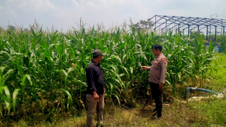 Polresta-Sidoarjo-Dorong-Swasembada-Pangan,-Bhabinkamtibmas-Turun-Langsung-Cek-Lahan-Jagung-Petani